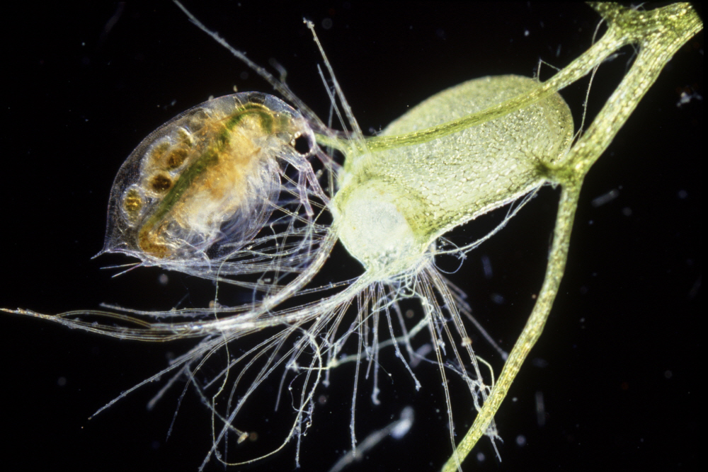 LESSER BLADDERWORT