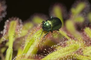 Leaf Beetle (Chrysomela) on an insectivorous Sundew plant (Drosera).