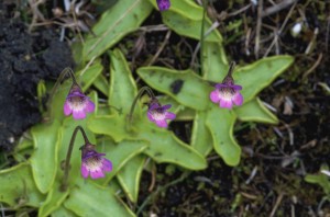 Purple Butterwort Flowers