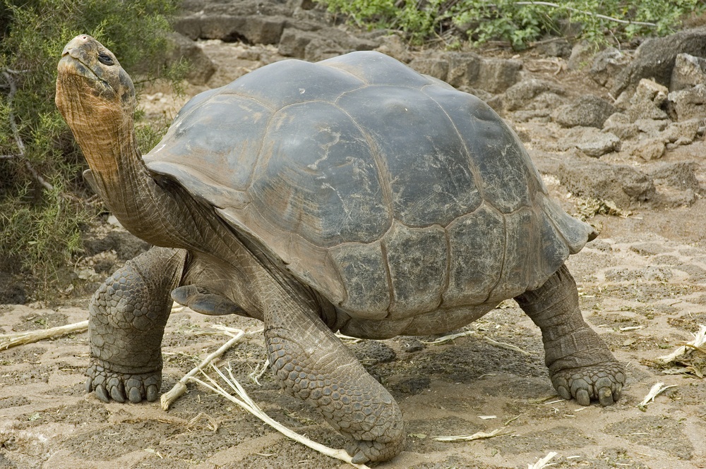 giant tortoise