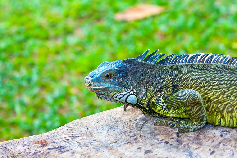 land iguana 2