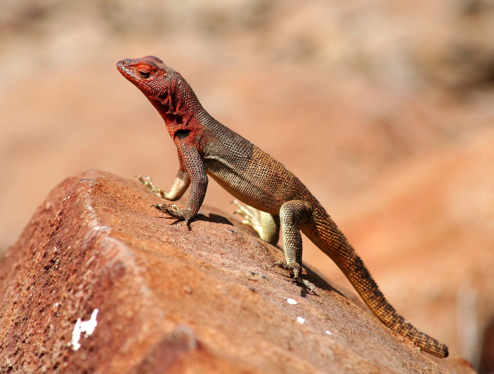 lava lizard