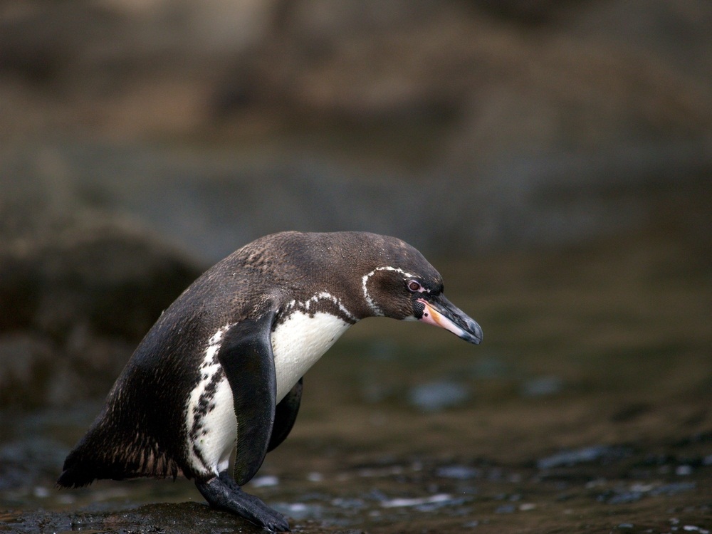 penguin2