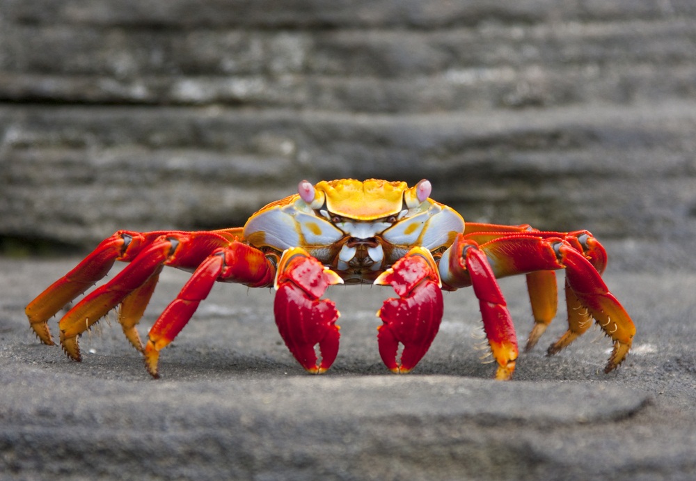 sally lightfooted crab