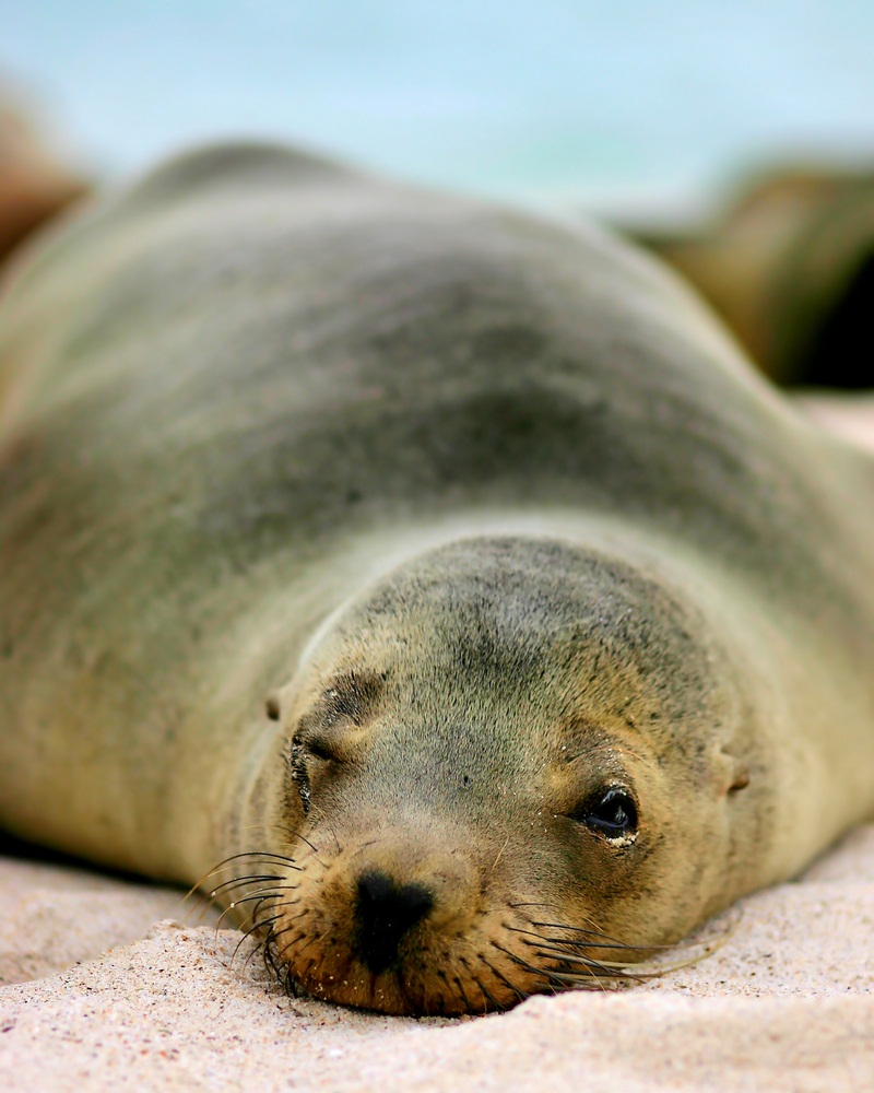 sea lion