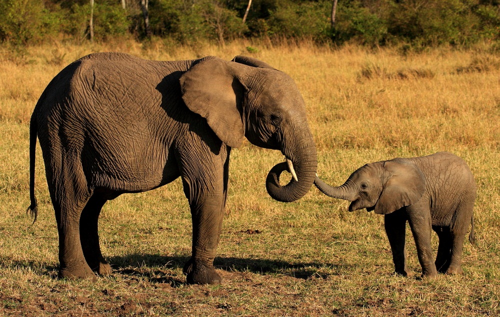 Elephants