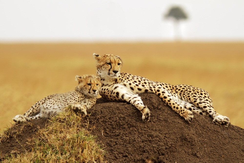 cheetahs new