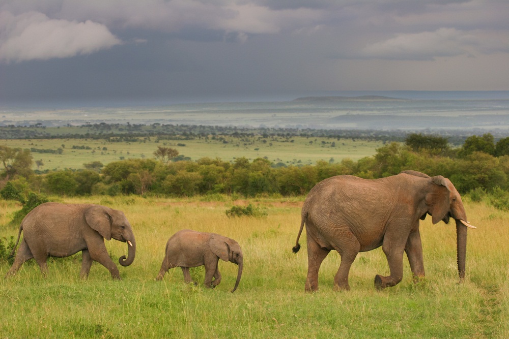 family of elephants