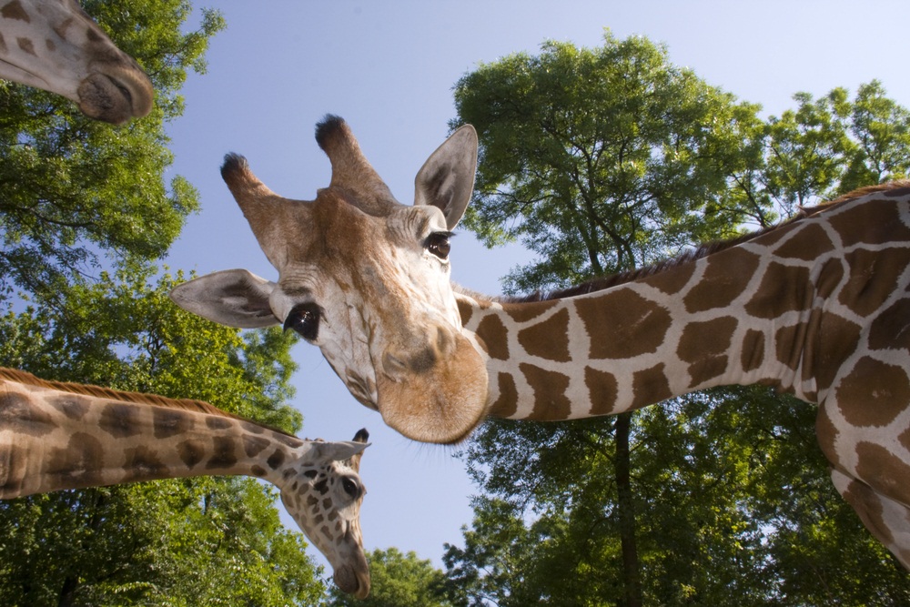 giraffes 2-- possible header