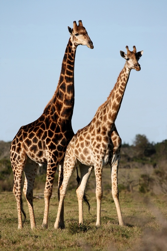 giraffes