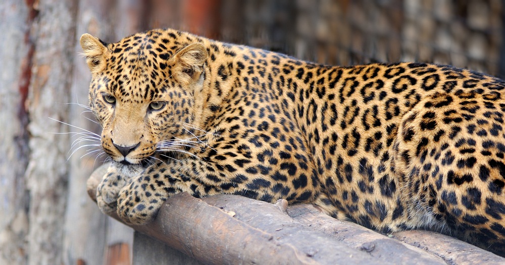 leopard