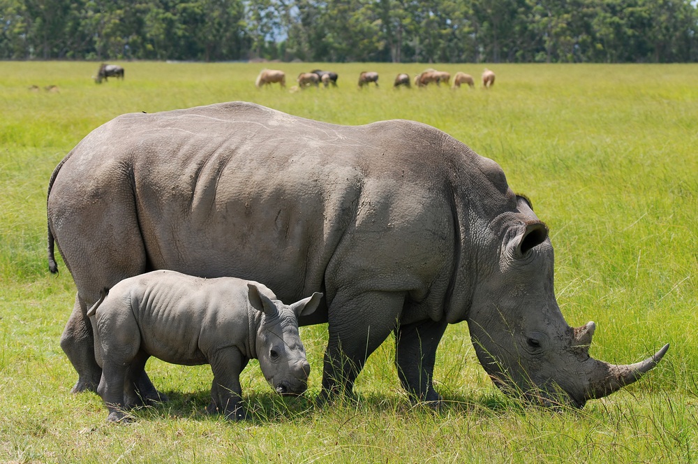 rhino with baby