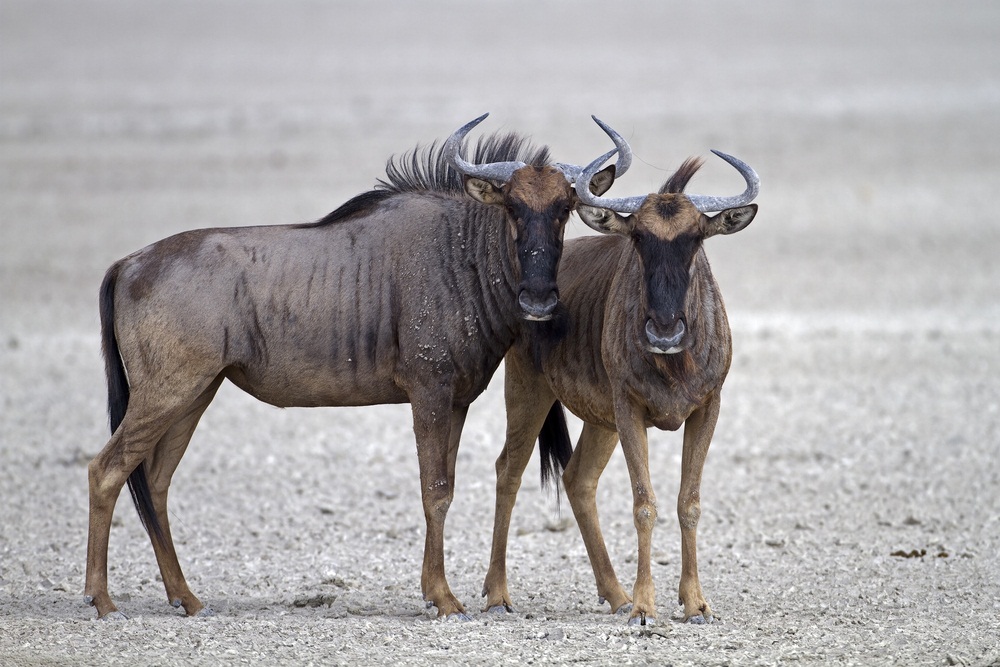 wildebeest