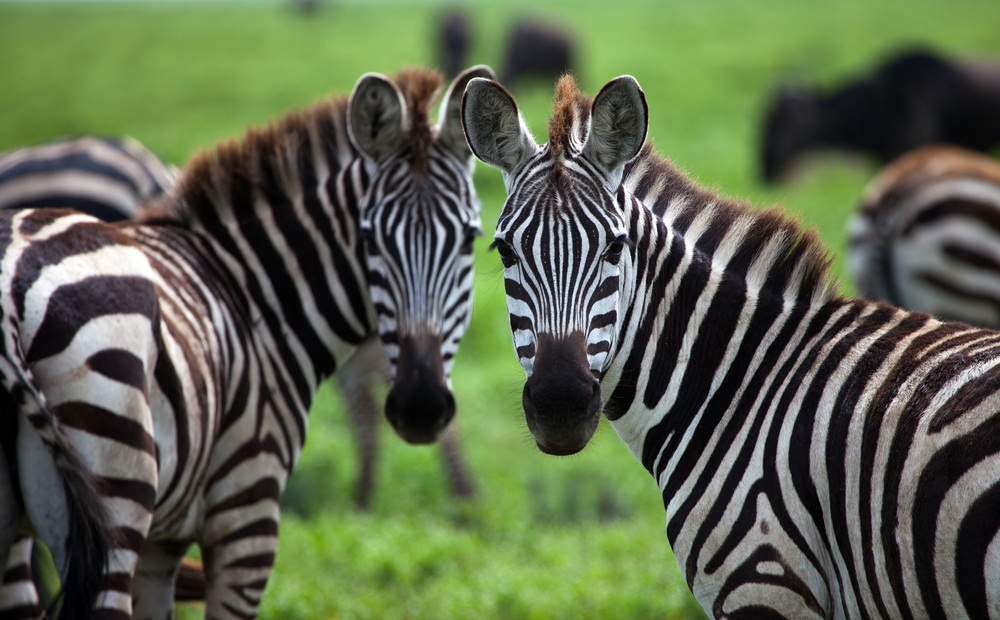 zebras