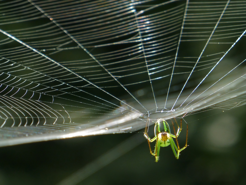 Backyard Science: Nature's Spooks | Kids Discover