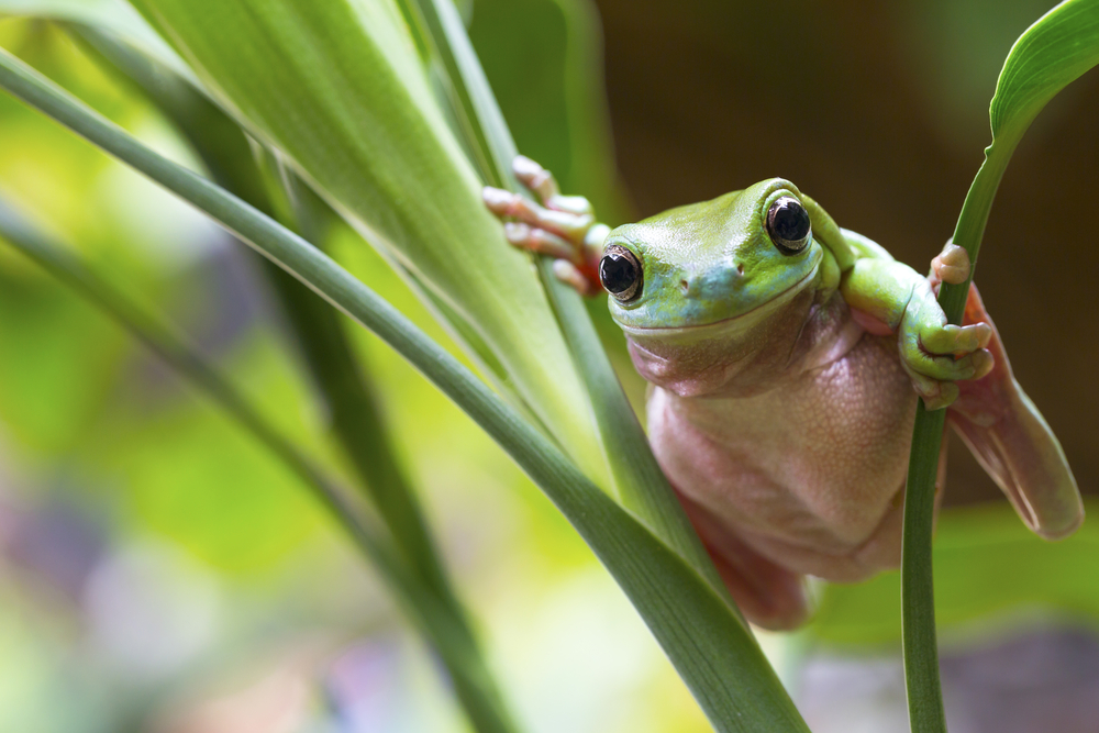 Biologists recently discovered that the skin of the Australian green tree frog may be as good as a medicine cabinet. It produces a chemical called “caerin” that has been shown to destroy the deadly human immunodeficiency virus (HIV). (Andrew Lam/ Shutterstock)