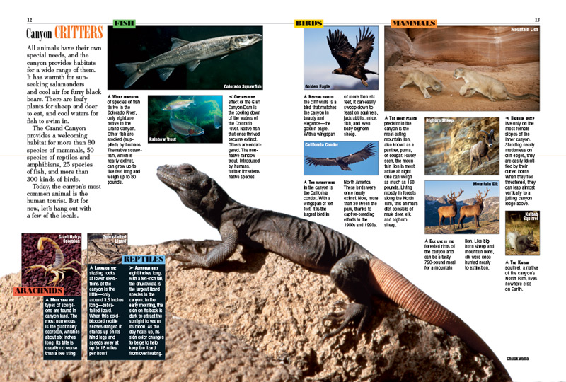 grand canyon kids discover titles for stories