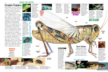 Insects - Kids Discover