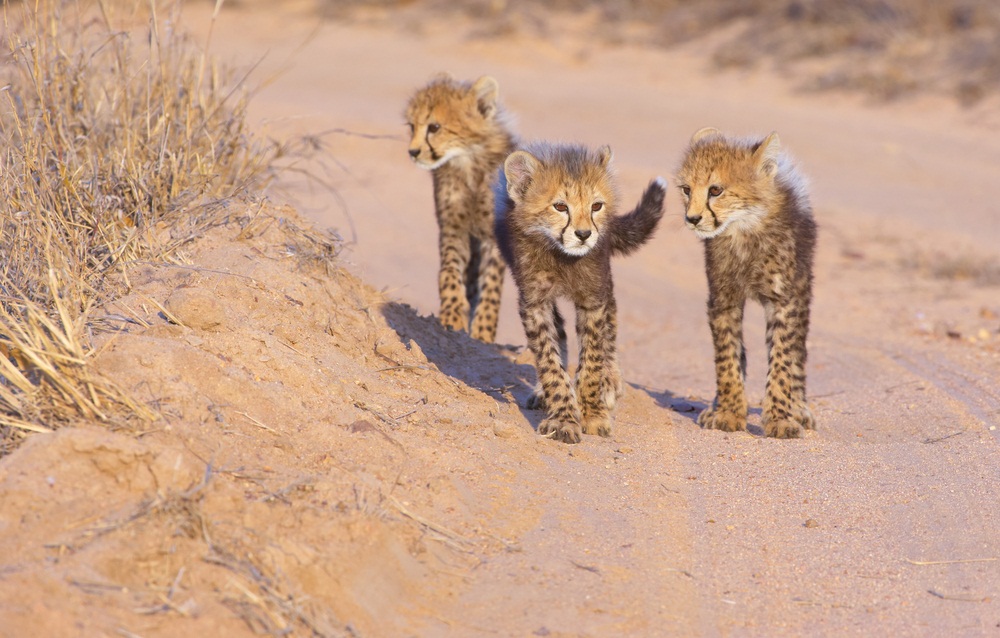 Cheetah cubs stay with their mothers for 18 months and then stick together with siblings for a few months longer. Although female cheetahs end up going solo as adults, brothers may stay together for life. (Hedrus/ Shutterstock)
