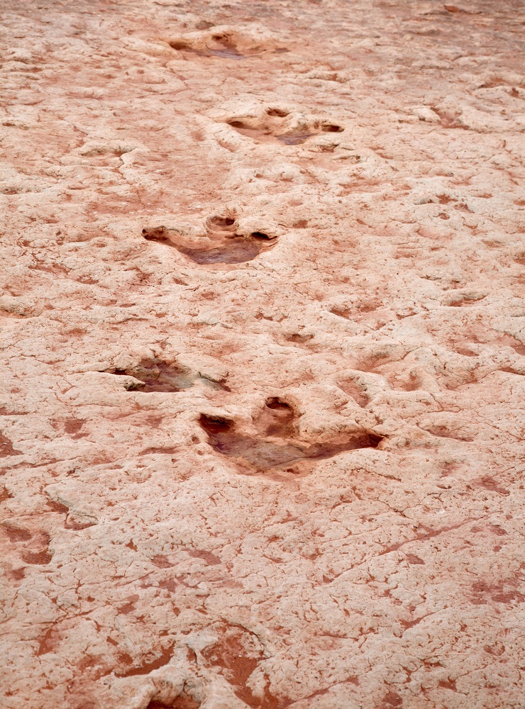 Fossils are often preserved in sedimentary rock. These three-toed tracks on desert land in Arizona were made by a large, carnivorous dinosaur about 200 million years ago. The footprints were originally made in soft wet sand. Over the eons, the tracks were buried under layers of fine sediment and the sand turned to sandstone—only to be uncovered later through the process of erosion. (Mark Higgins/ Shutterstock)