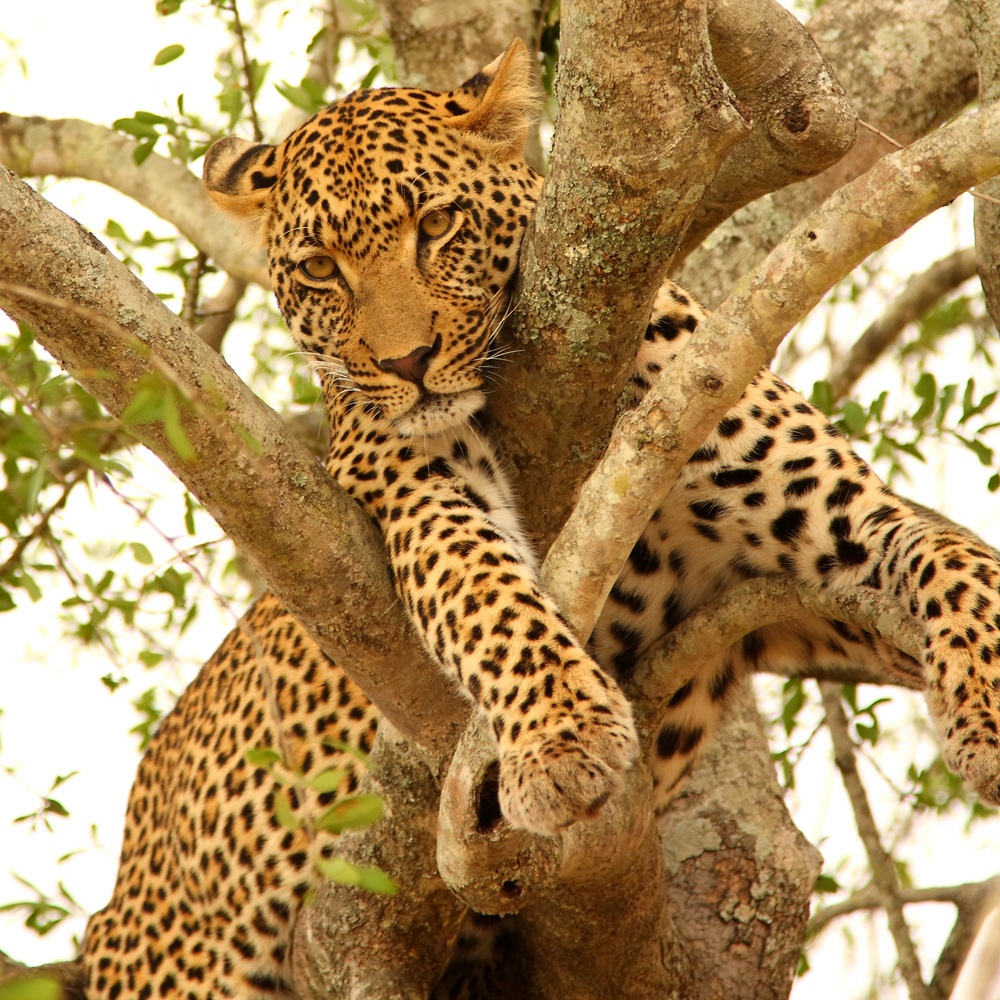 Leopards are great climbers—which is a good thing because they are sometimes chased by lions when they share the same habitat, as they do here on the edge of Kruger National Park in South Africa. Leopards spend much of the daytime resting in trees, and when they have a successful hunt, they may drag the carcass into the branches to prevent other predators—lions and hyenas—from stealing it. (Ewan Chesser/ Shutterstock)