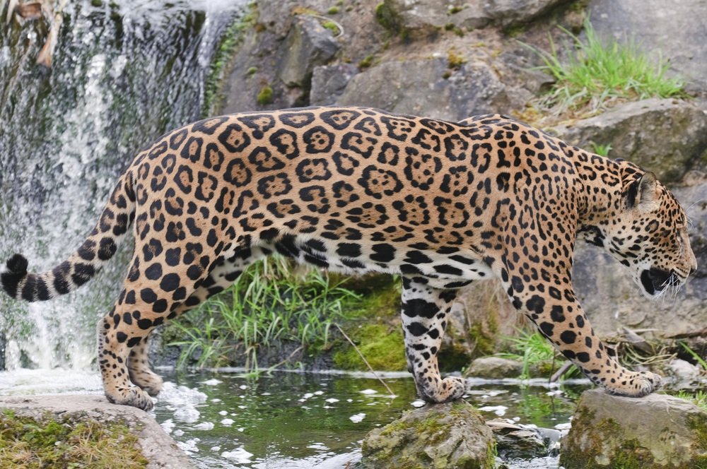 Jaguars and leopards look a lot alike, but they live in different hemispheres. Leopards live only in Africa and southern Asia, while jaguars live only in South and Central America. One quick way to tell the difference is by their spots. On the sides of a leopard’s body, the spots form little black rings. Jaguar spots are similar, but have dark spots in the middle of the rings. Can you tell which big cat is pictured here? (Stephen/ Shutterstock)