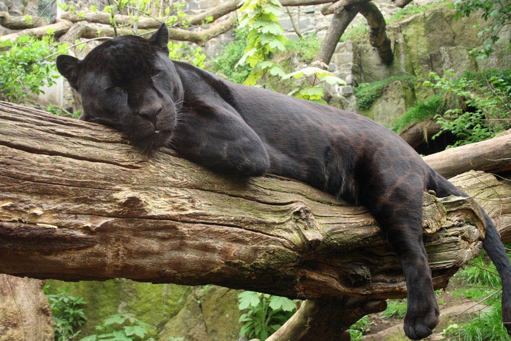 About one in twenty jaguars are born with black coats. If you look closely, you can still see the spots on the fur. All jaguars seem to enjoy sleeping high off the ground and stretched out on tree limbs. (Ewan Chesser/ Shutterstock)