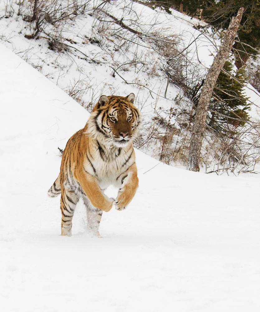 Siberian tigers grow bigger than any other tiger. More than 9 feet long from their nose to the tip of their tail, they can weigh 600 pounds. This subspecies lives only in the chilly woodlands of the Russian Far East and in tiny areas of China and North Korea. Only a few hundred Siberian tigers survive in the wild. (Scott E Read/ Shutterstock)