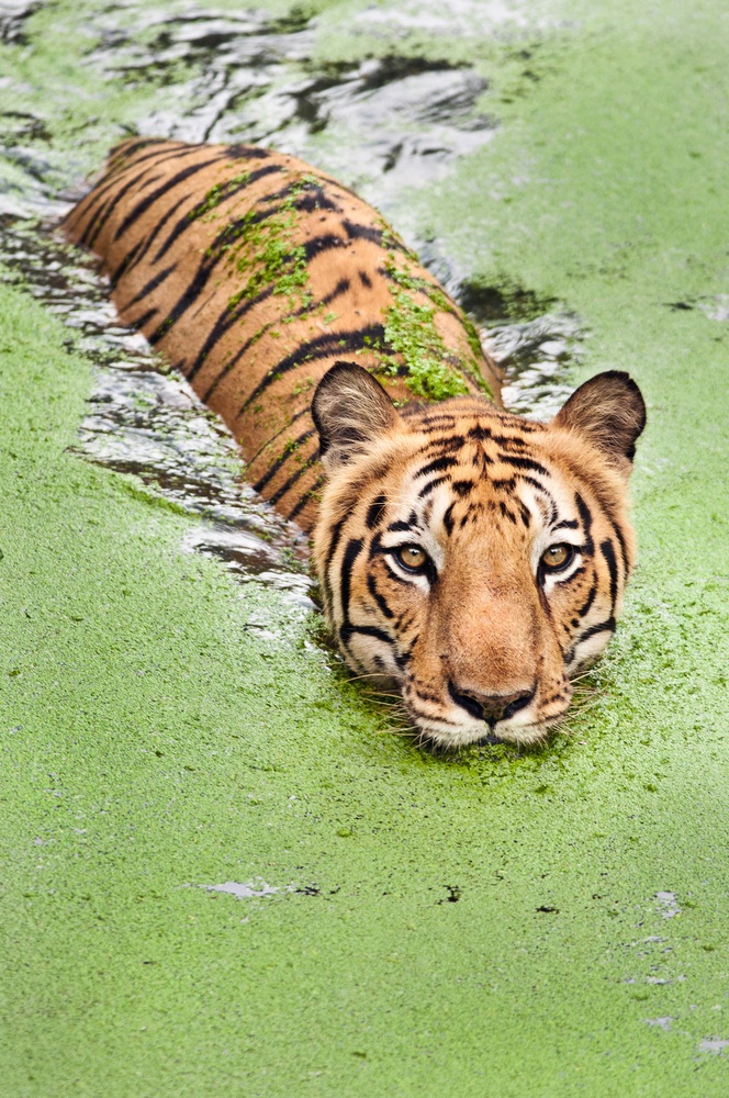 Tigers love water and are excellent swimmers. Here, in the Sundarbans National Park in India, tigers live in mangrove swamps and forests, sharing their habitat with saltwater crocodiles. (Neelsky/ Shutterstock)