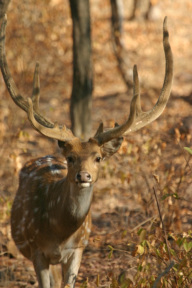 Tigers can’t survive without their prey! In India, this spotted deer is one of the tiger’s favorite meals. When a tiger kills a big animal, it may hide the body and cover it with grass or other vegetation so other predators won’t find it. The tiger will come back every day for several days to eat more of its kill. (Larsek/ Shutterstock)