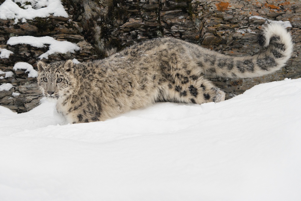 Snow leopards have the longest tails of all the big cats. When it’s very cold, snow leopards curl their thick, fur-covered tails around themselves for warmth. (Jeannette Katzir Photog/ Shutterstock)