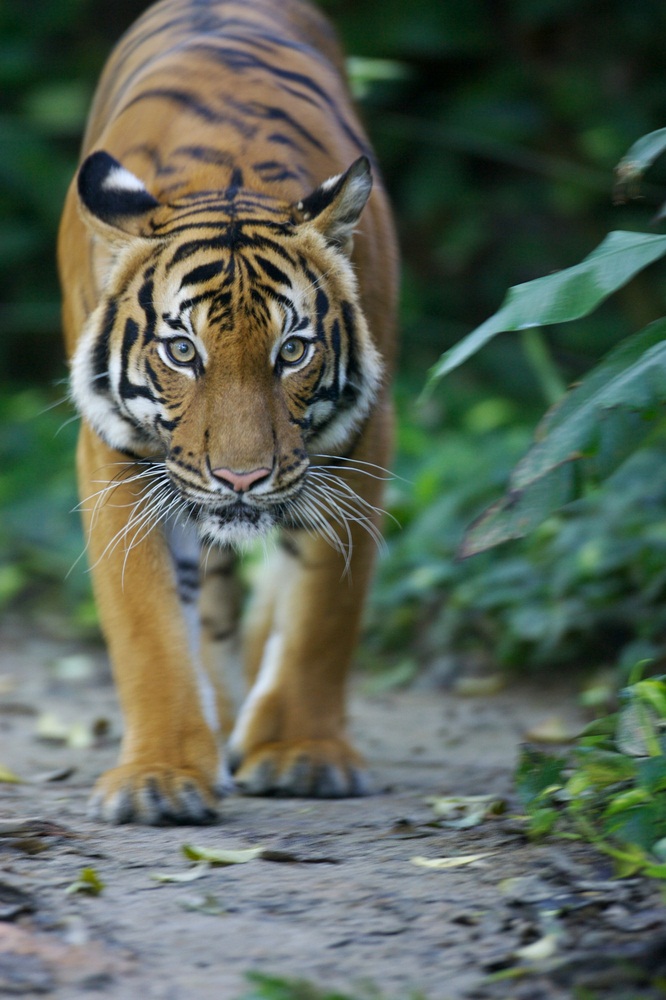 Tigers have big heads, massive paws, and razor-sharp claws. Their front legs are very muscular, and they use them to wrestle down prey. Their hind legs are long and strong, making tigers impressive jumpers. They can leap as far as 30 feet forward and 12 feet high. (Kitch Bain/ Shutterstock)