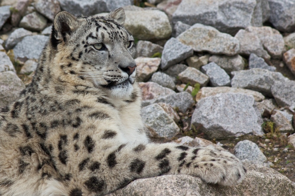 The snow leopard’s thick fur is patterned to blend in with rocky, broken terrain. (Chbaum/ Shutterstock)