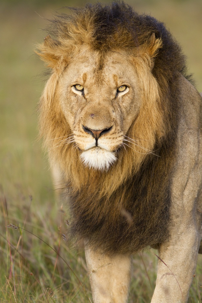 Among most species of big cats, males and females look pretty much alike. Not so with lions. In addition to being bigger and heavier than females, male lions have manes. The leaders of prides typically have the longest, darkest manes—marking them as the strongest and most ferocious males around. (Jason Prince/ Shutterstock)