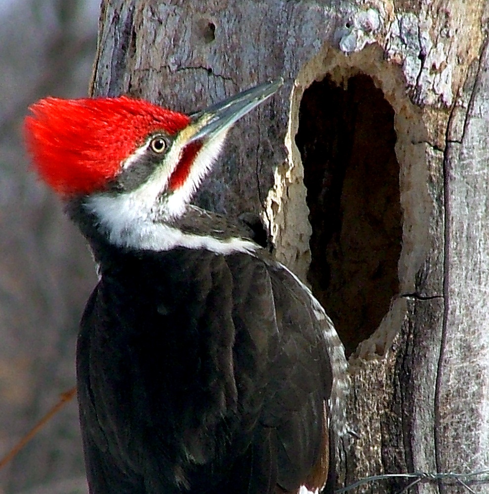     Tree bark is tough, but some animals have a way around that. Woodpeckers hammer on tree bark with their chisel-like beaks and use long, sticky tongues to snag bugs living underneath and make hollows for nests. (Gregory Synstelien/ Shutterstock)