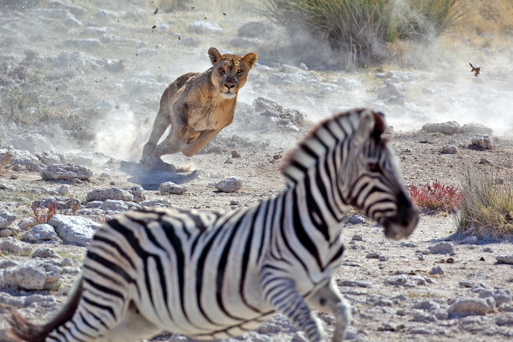 Lions can run fast, but not for long. They can cover the length of a football field in six seconds—but then they’re pooped out. Zebras and most other prey species can run faster and farther. That’s why lions use teamwork to ambush their prey. (Mogens Trolle/ Shutterstock)