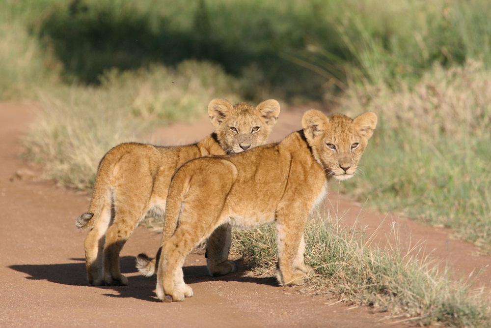 Lion cubs stay with their mothers for as long as two years. During that time, they can be very vulnerable—and the mother lion needs to watch out for predators, such as hyenas, who might go after the cubs if they’re left alone. (Jl de Wet/ Shutterstock)