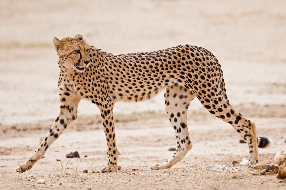 Cheetahs are built for extreme speed and agility. Much lighter in weight than other big cats, cheetahs have narrow, rangy bodies with very long legs. All four paws leave the ground when they’re running, and they can cover 20 feet in a single bound. (Gerrit de Vries/ Shutterstock)