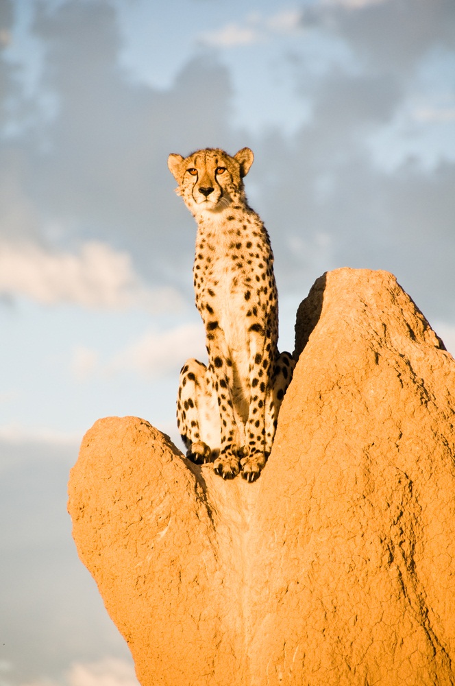 Cheetahs are the only big cats that regularly hunt during the daytime. When hunting, they often sit atop termite mounds to get a better view. Their eyesight is tremendous. Cheetahs can spot moving prey as far as three miles away. (Keith Wheatley/ Shutterstock)