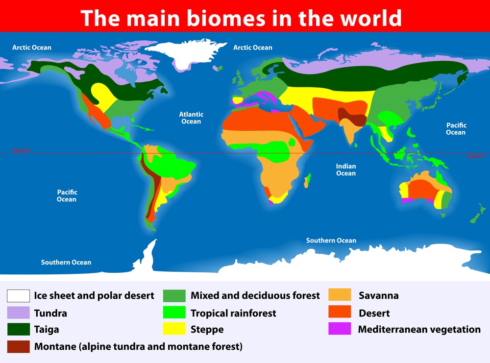 Let’s say you flew in a plane from the North Pole to the South Pole, zigzagging over all the continents—and let’s say there were no clouds blocking your view. You would see lots of cities and human developments, but you would also see huge natural areas. Some biomes, such as the tundra (light purple) and taiga (dark green) cover large bands of territory that encircle the Earth and correspond to their latitude. (Designua/ Shutterstock) 