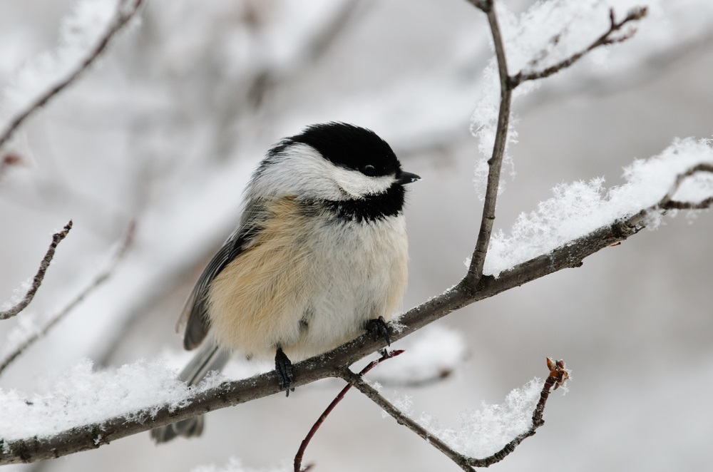 Although many birds of the temperate deciduous forest head south for the winter, black-capped chickadees stick around. How do they do it? They hide thousands of seeds under tree bark during the fall and eat them throughout the winter. (BGSmith/ Shutterstock) 
