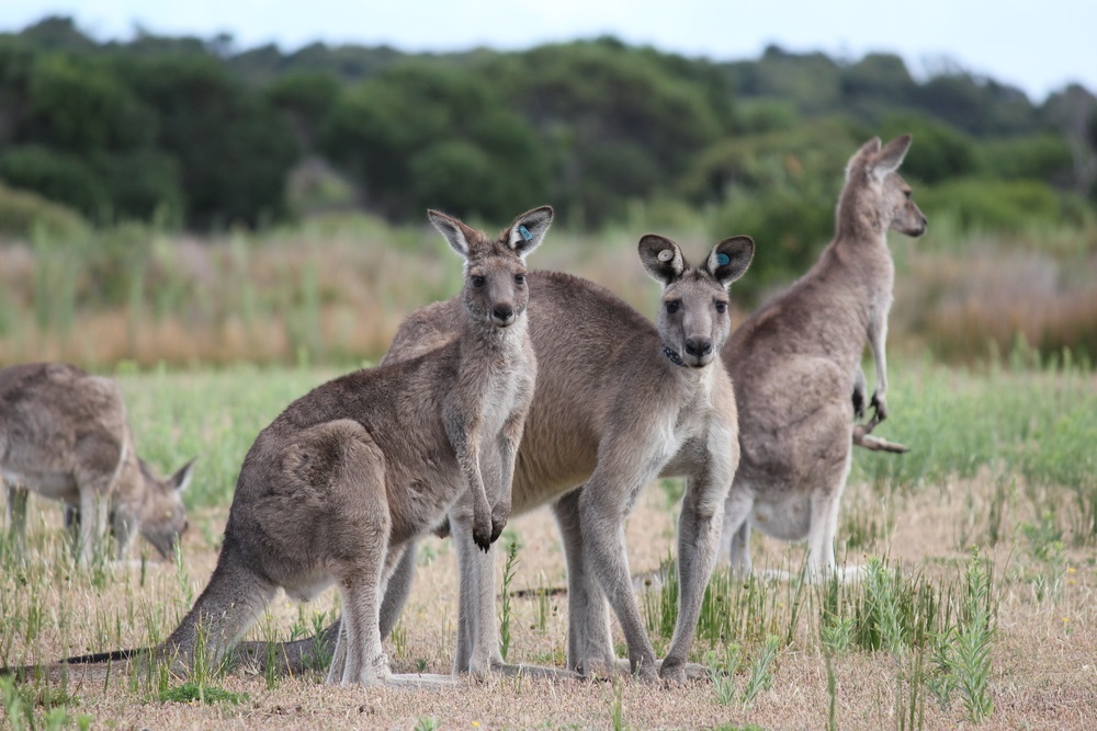 These eastern gray kangaroos are just one of over 40 species of kangaroo-like animals, living in Australia’s savannas—better known as “the bush.” Want to know something strange? While kangaroos still have the hair-trigger ability to leap out of danger and escape the sharp teeth of carnivores, most of the kangaroos’ predators have gone extinct. (Robyn Butler/ Shutterstock) 