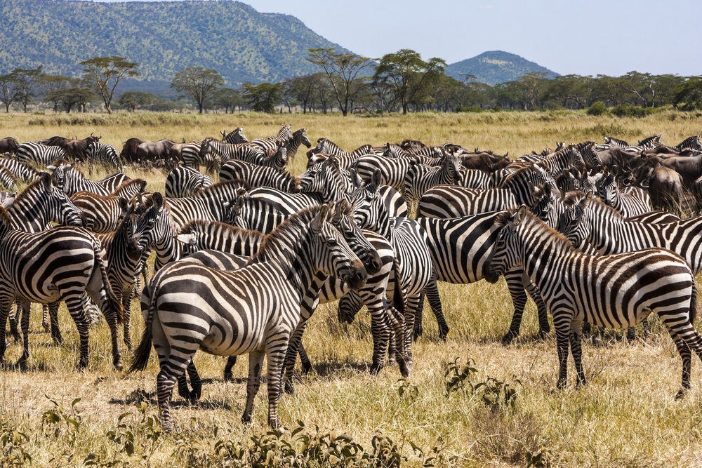 Every year, 300,000 zebra and 1 million wildebeest in Africa’s Serengeti Plain embark on an extended migration. To find water and green grass, they must cross the Mara River. But the crossing is dangerous, with some animals swept away by strong currents and a few attacked by crocodiles. (GTS Production/ Shutterstock)