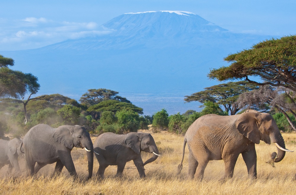 These African elephants are on the move in the savanna beneath Africa’s Mount Kilimanjaro. During the rainy season, elephants get about 50 percent of their diet from grasses. In the dry season, they rely more on trees and shrubs for food.  (Francois Gagnon/ Shutterstock)