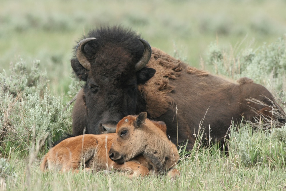 Before 1800, some 25 million bison roamed America’s grasslands. But the bison were so heavily hunted that by 1900, there were only a few hundred left. With the help of conservationists, bison populations have bounced back a little. Today, a few thousand wild bison live in national parks like Yellowstone. (Martha Marks/ Shutterstock)