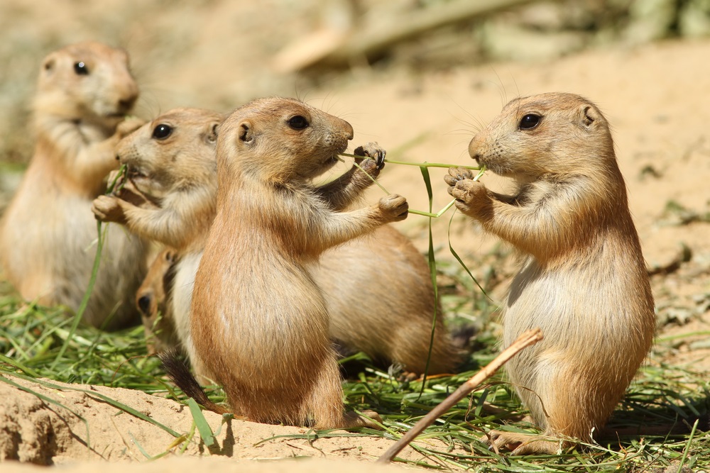 Groups of prairie dogs live together in extensive underground burrows, called “towns.” When they come out to eat, one prairie dog stands guard and makes warning whistles if it senses danger. (Henk Bentlage/ Shutterstock)