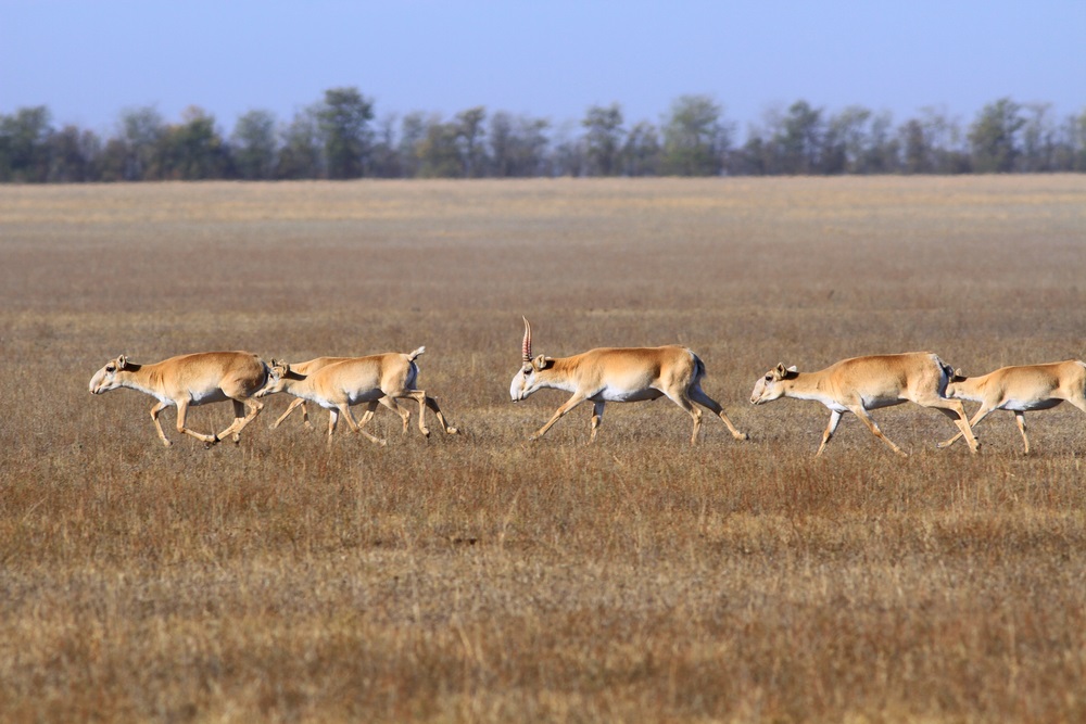 Once the Saiga antelope roamed the Eurasian steppe in huge herds. In recent years, it has been hunted close to extinction and is now considered a critically endangered species. Its strange-looking nose is almost like a cut-off elephant’s trunk—scientists believe this special nose warms up frigid air before it reaches the Saiga’s lungs in winter and filters out dust in summer. (BBH/ Shutterstock)