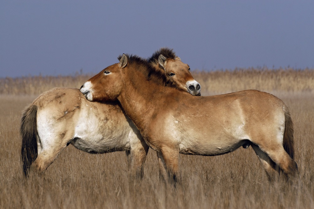 Native to the steppes of Eurasia, Przewalski’s horse is the only truly wild horse. This breed has never been ridden or tamed. In the 1970s, it went extinct in the wild, but captive-bred animals were later re-introduced into the steppes. Przewalski’s horse is known for its Mohawk-style mane, short legs, and stocky body. The two horses shown here are rubbing each other’s backs—an activity that biologists call “mutual grooming.” (Anita Huszti/ Shutterstock)