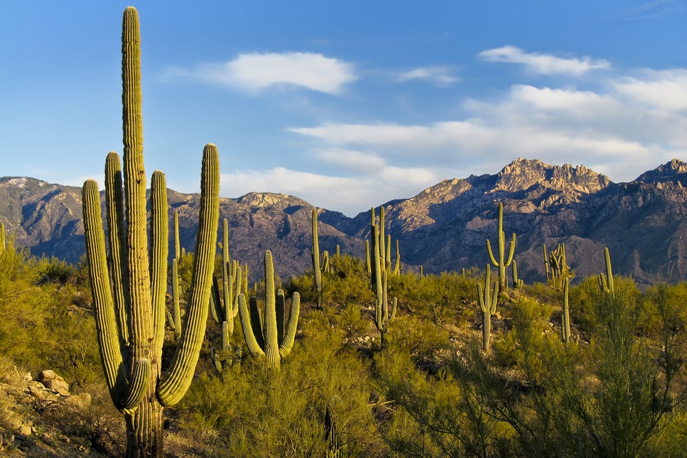 The saguaro [suh-WAHR-oh] cactus grows in the deserts of the southwestern United States. When it rains, the trunk of the saguaro can expand to hold water. Sharp spines defend it from animals who might try to break open the saguaro and take a drink. (Nelson Sirlin/ Shutterstock) 