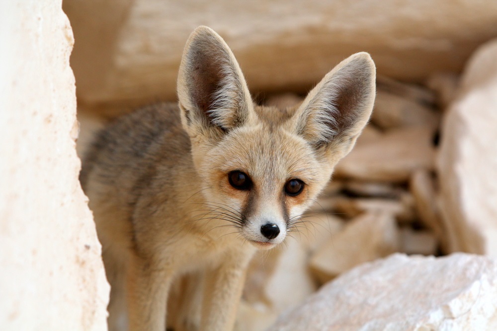 The smallest fox in the world, the fennec fox lives in Africa’s Sahara desert. Its most obvious adaptation to desert life is its oversized ears. With blood vessels very close to the skin surface, the big ears help the fox radiate body heat and keep cool.  What is unseen is the fox’s ability to conserve water—it rarely needs to take a drink. (Cat Downie/ Shutterstock) 